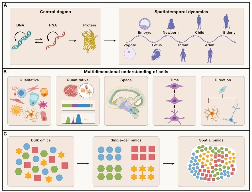 Diagram connects central dogma and life-stage dynamics to multidimensional cell profiling, showing the evolution from bulk omics to single-cell and spatial omics.